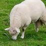 Galway sheep Image 3