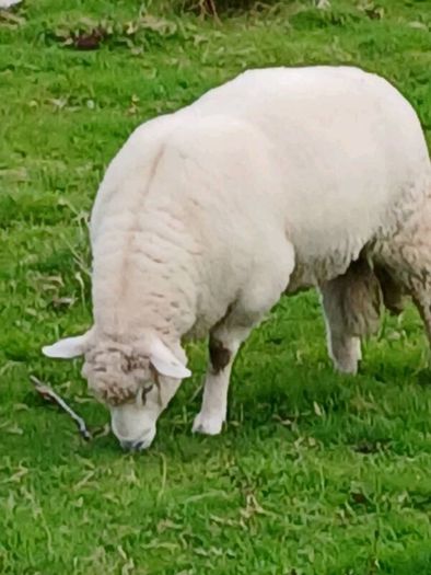 Galway sheep