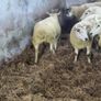 Hoggets Image 5
