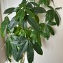 Large Braided Money Tree Plant Image 3