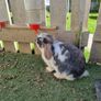 rabbit Image 2