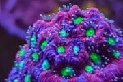Favites pentagona