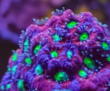 Favites pentagona