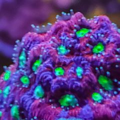 Favites pentagona