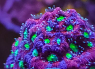 Favites pentagona