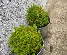 ShabbyChic 2 Garden Pots with Greenery