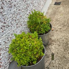 ShabbyChic 2 Garden Pots with Greenery