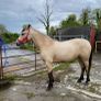 Connemara Filly Image 2
