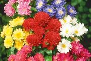 (A) Aster Pinocchio seeds 0.2g (410675)