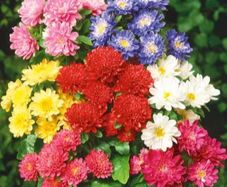 (A) Aster Pinocchio seeds 0.2g (410675)