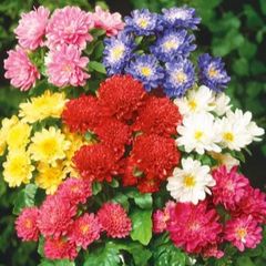(A) Aster Pinocchio seeds 0.2g (410675)