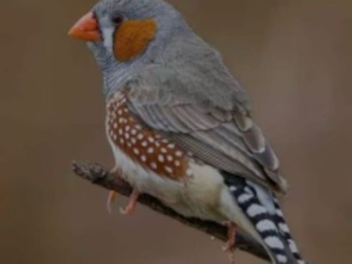 5 male zebra finches