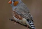 5 male zebra finches