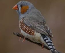 5 male zebra finches