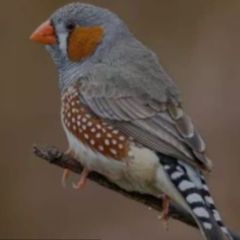 5 male zebra finches