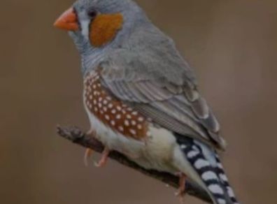 5 male zebra finches