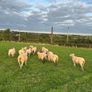 Top quality hogget ewes Image 8