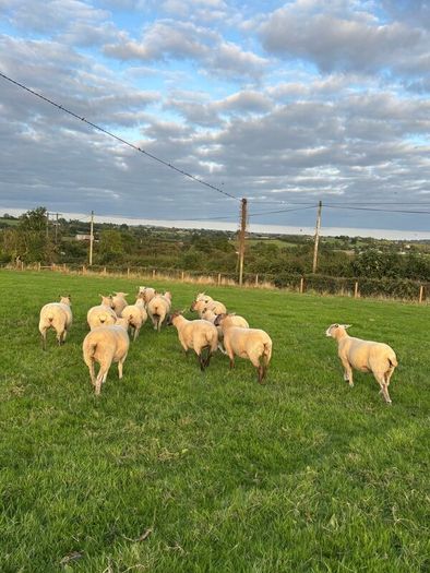 Top quality hogget ewes