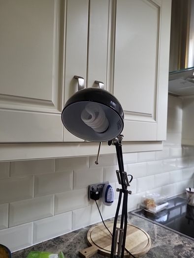 Anglepoise lamp