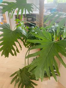 Large mature Philodendron Selloum / Thaumatophyllum bipinnatifidum