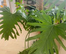 Large mature Philodendron Selloum / Thaumatophyllum bipinnatifidum