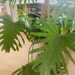 Large mature Philodendron Selloum / Thaumatophyllum bipinnatifidum