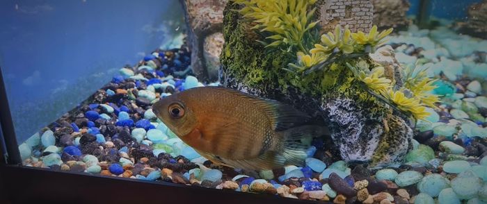 Aqua Dreams 60 | fish tank