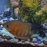 Aqua Dreams 60 | fish tank Image 2
