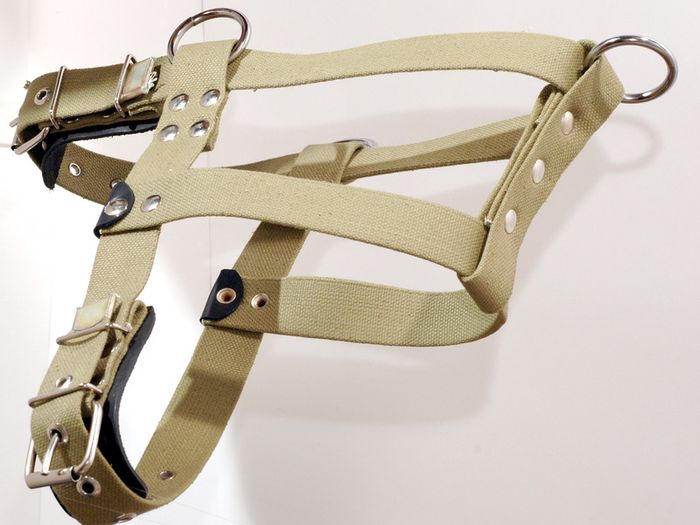 Genuine Leather Harness for Ciau-Ciau / Samoyed Husky