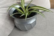 Spider plant in silver pot