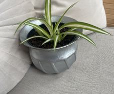 Spider plant in silver pot