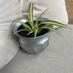 Spider plant in silver pot