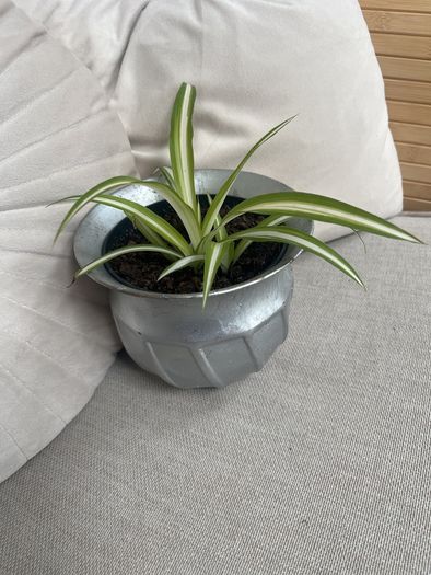 Spider plant in silver pot