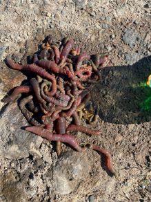 sea fishing bait