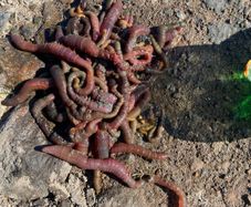 sea fishing bait