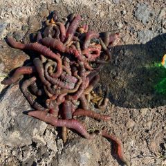 sea fishing bait