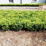 Box Hedging Image 3