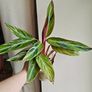 Rare Stromanthe Horticolor Plant Image 3