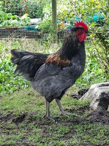 chickens