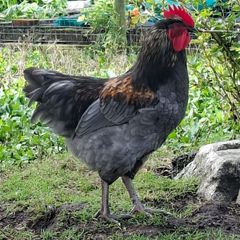 chickens