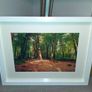 Rostellan Woods Image 4