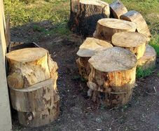 Ringed Firewood (Uncut)