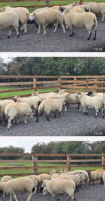 Ewe Hoggets for sale