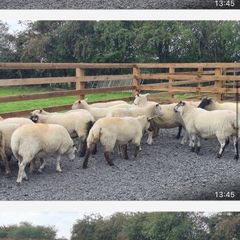 Ewe Hoggets for sale