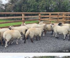Ewe Hoggets for sale