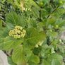Hydrangea dark purple flowers in pot Image 2