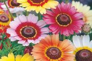 (C) Summer Chrysanthemum Rainbow seeds 1g (414574)