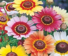 (C) Summer Chrysanthemum Rainbow seeds 1g (414574)