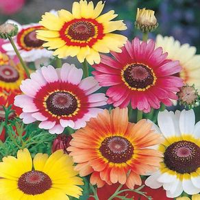 (C) Summer Chrysanthemum Rainbow seeds 1g (414574)