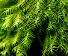 Phoenix moss gigantus 30ml